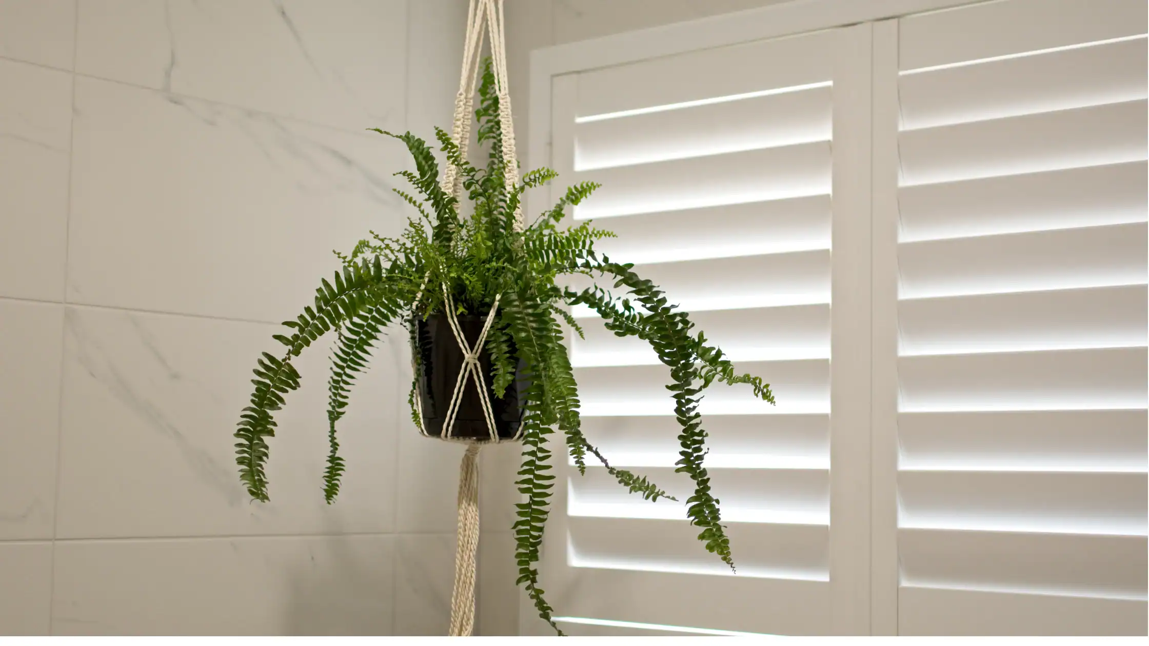 best plantation shutters